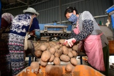 남원 춘향씨감자 생산 박차