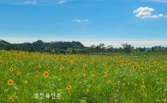 `여름 힐링 익산 금강 용안생태습지