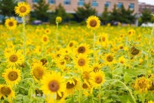 도심 속 힐링 공간 된 `익산 전북대 캠퍼스