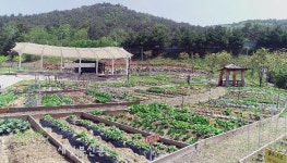 정읍시, 도심 속 농업체험 공간 “왕솔밭 텃밭 분양
