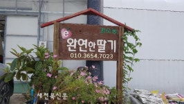 완연한 딸기농장, “딸기 드시고 힘내세요”