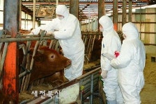 정읍시, 구제역 예방을 위한 백신접종으로 청정 축산 사수!