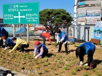 완주군, 봉동읍에 봄꽃이 활짝