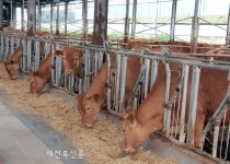 정읍시, 친환경 인증비 지원으로 고품질 축산물 유통 확대