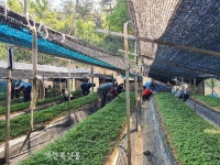 고창군 종합민원과, 인삼밭 풀뽑기 일손도와