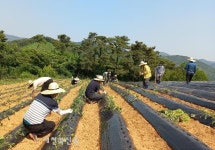 정읍시청 직원들, 영농철 일손 돕기 이어져