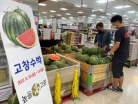 고창수박, 제주도 대정농협 하나로마트 판매장 특판