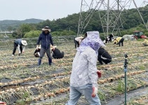 정읍시청 직원들, 영농철 일손 돕기 이어져