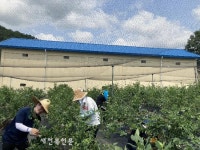 완주군 의회사무국, 농촌일손 돕기위해 구슬땀 흘려