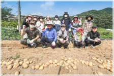 완주군 상관면 직원들, 감자 수확 도와