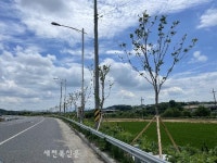 완주군 산업단지 진입로 가로수 식재 완료