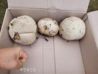 전주서 세계적 희귀종 '댕구알버섯' 발견