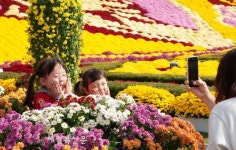 국화꽃으로 가득한 치즈 축제장