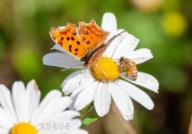 한 꽃에 내려앉은 벌과 나비