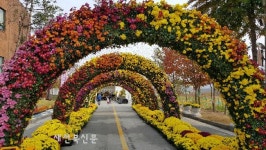 제12회 부안 가을愛 국화 축제 28일 개막