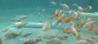 부안군, ‘수족관 위 채소밭’ 아쿠아포닉스 시범 조성