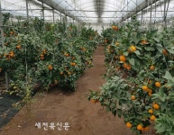 감귤 산업 미래 열어갈 ‘미래향’ 13일 현장 평가회