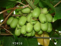 키위, 토종 다래 장점만 닮았네 ‘작은 키위’ 삼총사