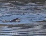 익산 왕궁축산단지 주교제 수달 포착...서식지 보호 시급