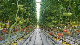 무주군 스마트농업 테스트베드 하우스 완숙토마토 수확