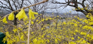 국내 유일 국보급 개나리 활짝