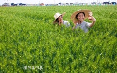 군산 꽁당보리축제