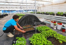 무주군 토종모종 공급