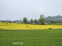 고창 청보리밭축제, 35만 여명 찾아