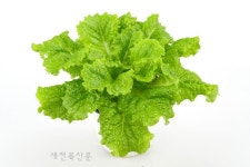 처음 보는 상추네~ ‘쌈부터 샐러드까지’ 새 품종 잇따라