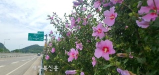 무더위 이기는 여름꽃 무궁화, 완주에 활짝