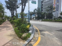 백제대로 우거진 풀숲에 운전자 위험 호소