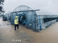 폭우로  물에 잠긴 하우스