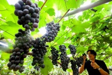 포도 수확하는 농민