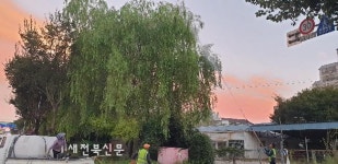 부안군, 연이은 폭염 대비 수목관리 총력 대응