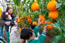 한라봉 수확체험하는 어린이들