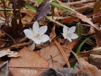 내장산국립공원 변산바람꽃 개화