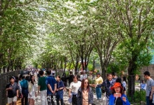 시민에게 개방된 이팝나무철길