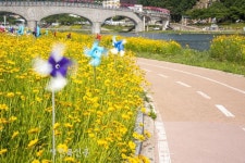 남원 요천변 금계국 활짝, 산책코스로 인기