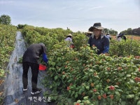 고창읍, 복분자수확 지역 농촌일손
