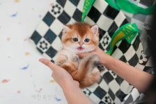 미유펫 부산본점, 여름맞이 강아지 고양이 분양 할인과 무료분양 이벤트 실시