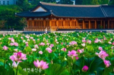 연꽃 만발한 덕진호수