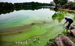 수질개선 기대했는데, 녹조에 덮인 덕진호수