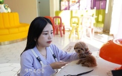 인천 테디럽, 연말맞이 선착순 강아지 고양이분양 비용 할인과 무료분양 이벤트 선보여