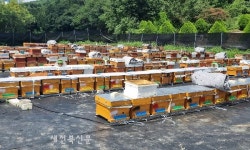 겨울 꿀벌 위기, 정읍시가 나섰다! 양봉농가 본격 지원