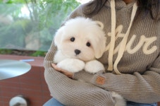 미유펫 애견샵 부산, 울산점 2월맞이 강아지 고양이 분양 비용 할인 이벤트 실시
