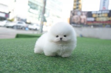 광주 애견샵 미유펫, 3월 봄맞이 선착순 강아지 고양이 분양 비용 할인 이벤트 선보여