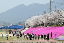 낭만벚꽃, 낭만정읍...2025 정읍 벚꽃축제에서 즐기는 화려한 봄!