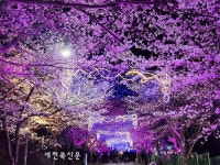 고창군, 벚꽃축제 프로그램 확정