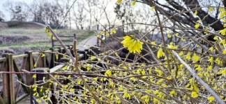 국내 유일 천연기념물 산개나리 활짝