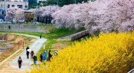 벚꽃과 개나리 어울어진 삼천 천변